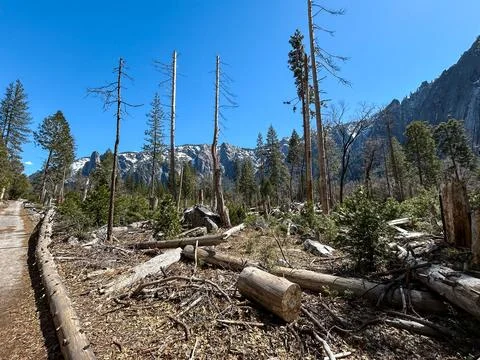 The Forest Valley Stock Photos