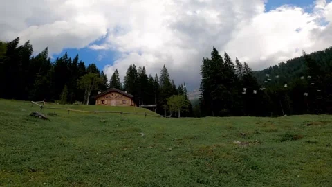 Forest valley with seagulls flying over treetops Video stock 325329539