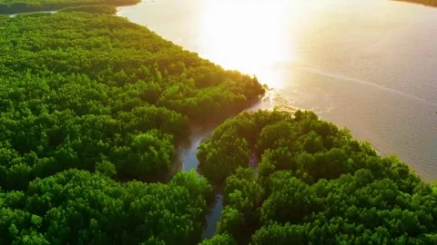  Forest Valley at Sunset Stock Footage 323142452