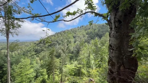Forest Valley View, Framed by Beech Trees in Kartepe, Turkey Stock Footage 341817423