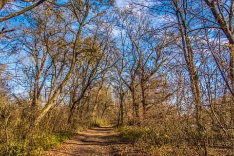 Forest vegetables in spring time Stock Photos