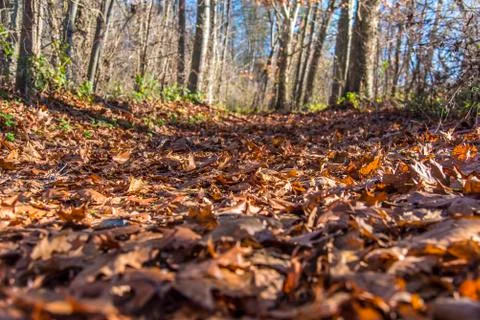 Forest vegetables in spring time Stock Photos