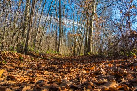 Forest vegetables in spring time Stock Photos