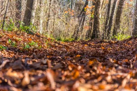 Forest vegetables in spring time Stock Photos