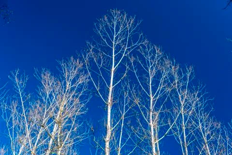 Forest vegetables in spring time Stock Photos