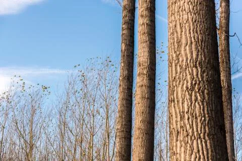 Forest vegetables in spring time Stock Photos