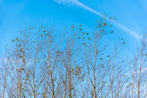 Forest vegetables in spring time Stock Photos
