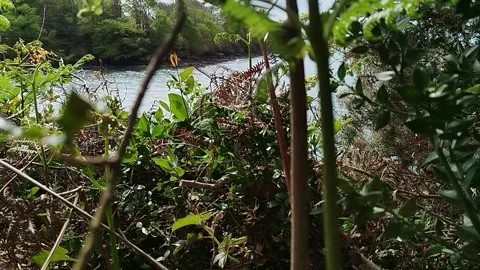 Forest vegetation and sunlight in natural woodland environment Stock Footage 332948489