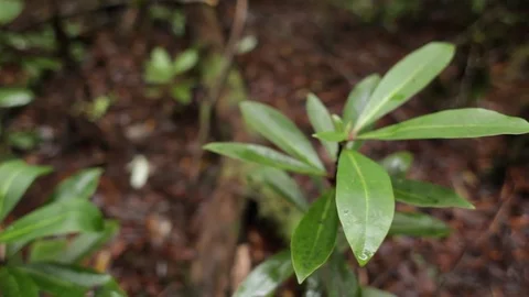 Forest vegetation Stock Footage 77050120