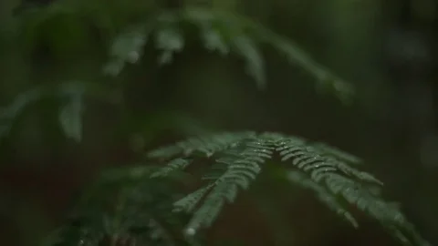 Forest vegetation Stock Footage 77099628