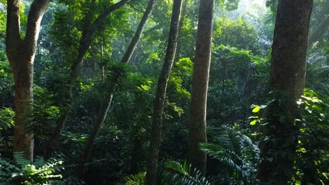 Forest Vegetation Stock Footage 258817810