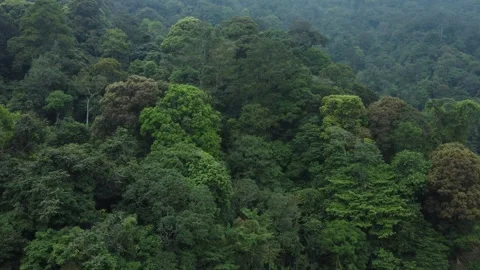 Forest vegetation Stock Footage 258830294