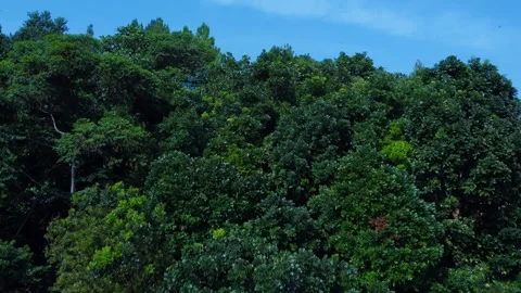 Forest Vegetation 스톡 동영상 258903331