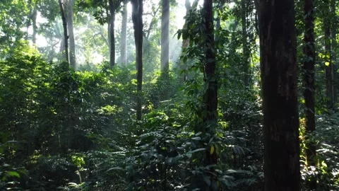 Forest Vegetation 스톡 동영상 259564643