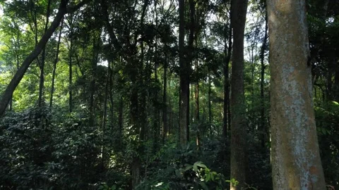 Forest Vegetation 스톡 동영상 259564707