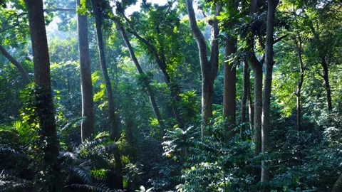 Forest Vegetation Stock Footage 259565652