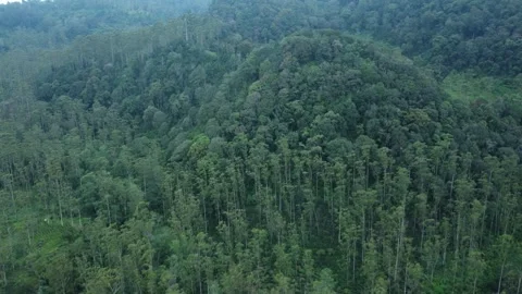 Forest Vegetation Stock Footage 265998050