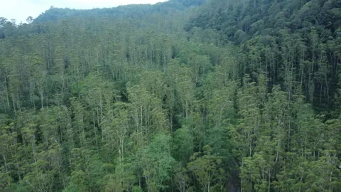 Forest vegetation Stock Footage 265998191