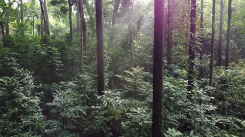 Forest Vegetation Stock Footage 267839383