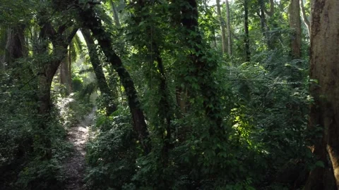 Forest Vegetation Stock Footage 267846354