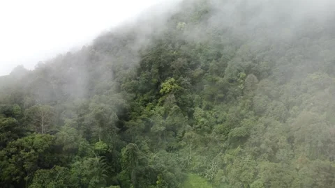 Forest Vegetation Stock Footage 268605521