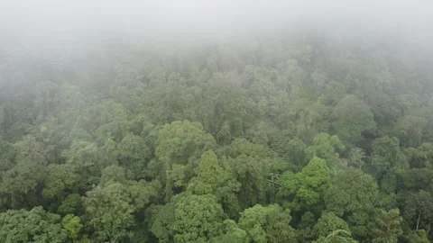 Forest Vegetation Stock Footage 268626261