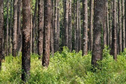 Forest with Vegetation Stock Photos