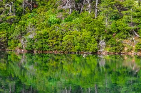 Forest vegetation reflection on Beletsi Lake shore in Attica, Greece. Stock Photos