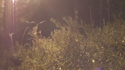 Forest Vegetation with Sunflare And Atmosphere 動画素材 97654053