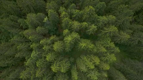 Forest, vertical shot, drone Stock Photos
