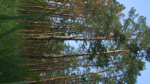 Forest Vertical Video Stock Footage 113059861