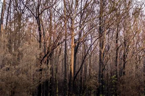 A forest in Victoria, Australia burnt down during the bush fires. Stock Photos