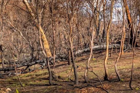 A forest in Victoria, Australia burnt down during the bush fires. Stock Photos