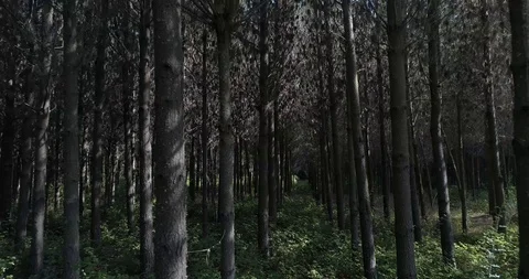 Forest - Victoria, Chile Stock Footage 124859100
