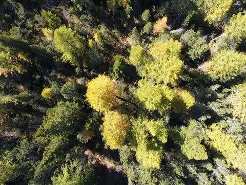Forest, view from above. Aerial view over the pines Stock Footage 80903532