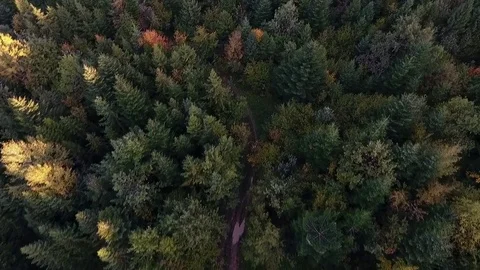 Forest, view from above Video stock 75569674
