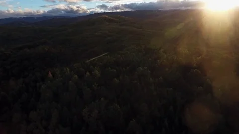 Forest, view from above Stock Footage 75569695