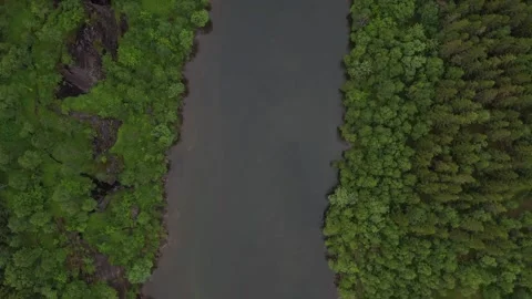 Forest view from above Vídeo Stock 221441037