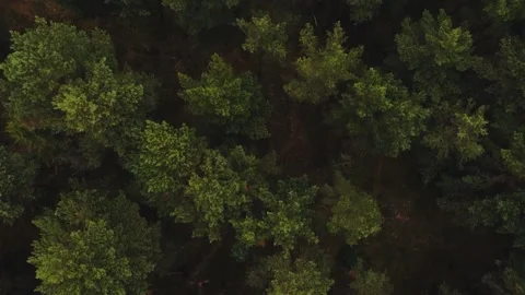 Forest view from above 스톡 동영상 222910274