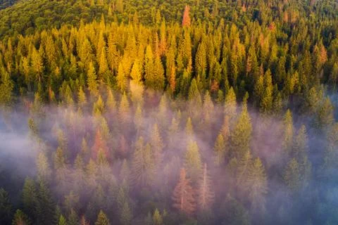Forest view from above Foto stock