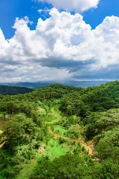 Forest view from above Foto stock