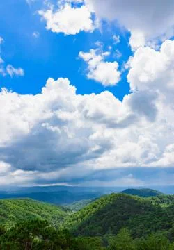 Forest view from above Stock Photos