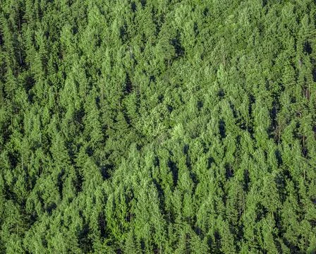 Forest view from above Stock Photos