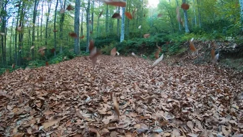 Forest view and dry leaves falling downd. Slow motion. Stock Footage 266214526