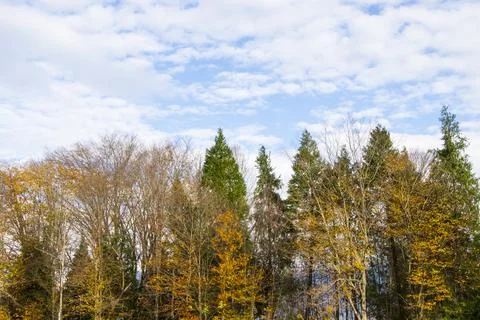 Forest view and landscape Foto stock