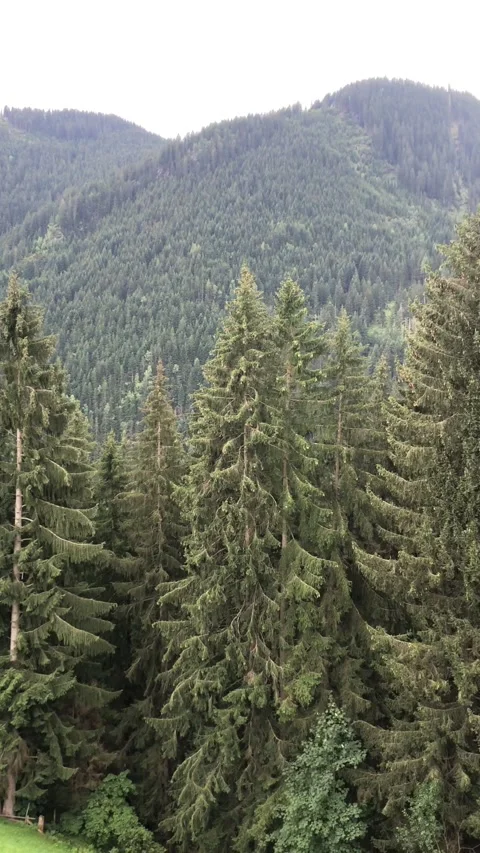 Forest view in Austria Stock Footage 176890818