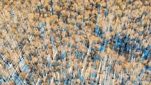 Forest view in autumm Video stock 105718938