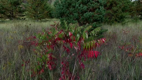 Forest view autumn cloudy day Stock Footage 297317852