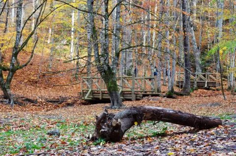 A forest view at autumn Stock Photos
