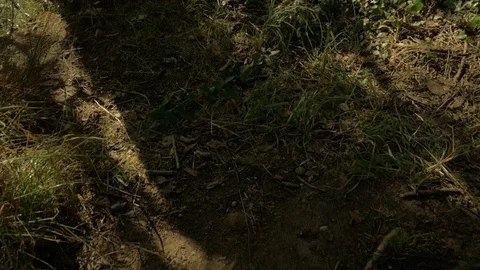 FOREST VIEW TO A BEACH Video stock 113305822